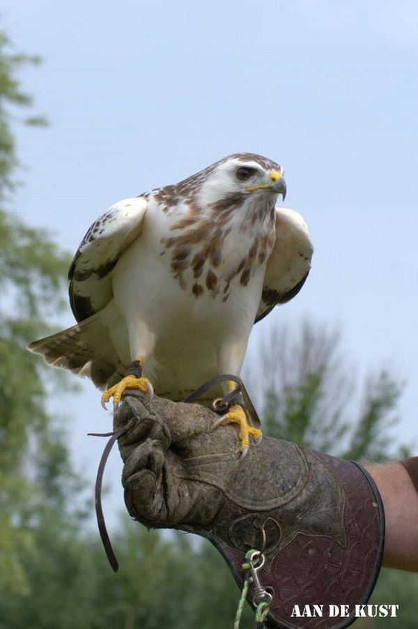 Ecaros metalen infraroodpaneel met (eigen) afbeelding - Afbeelding 5